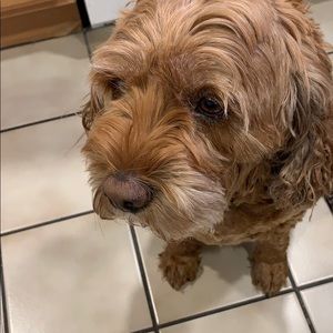 Meet your Posher, Rafael